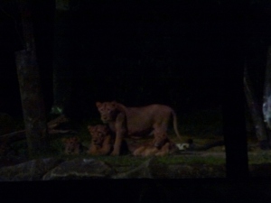 Lions at feeding time at Singapore Night Safari